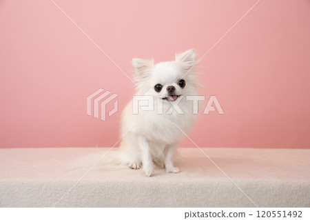 Pink back and smiling white chihuahua 120551492