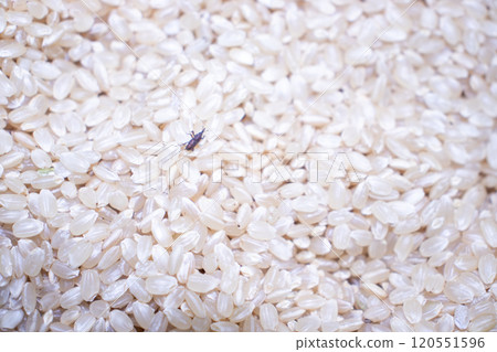 糙米害蟲照片 120551596