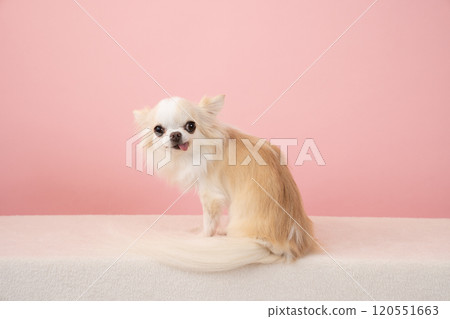 吉娃娃轉身粉紅色的背 吉娃娃轉身粉紅色的背 120551663