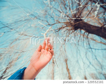 Concept tree frozen hands 120552181