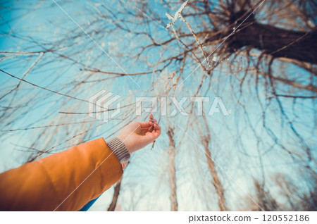 Concept tree frozen hands Concept tree frozen hands 120552186