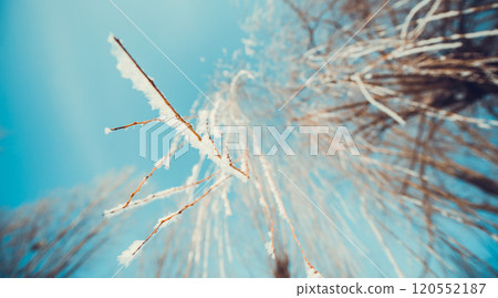 Concept tree frozen Concept tree frozen 120552187