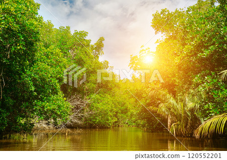 Mangroves on the shores of a picturesque lake. Beautiful sunset. Sri Lanka. 120552201