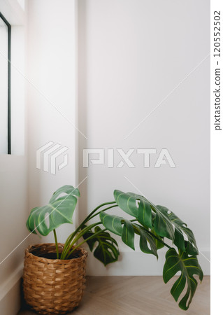 Monstera plant in wooden basket decorated at the corner minimal white room. 120552502