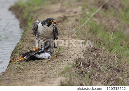 Animals, Wild Birds, Peregrine Falcon, it seems to have been successful in its hunt. Judging from the pattern on its chest, it appears to be an adult male. Animals, Wild Birds, Peregrine Falcon, it seems to have been successful in its hunt. Judging from the pattern on its chest, it appears to be an adult male. 120552512