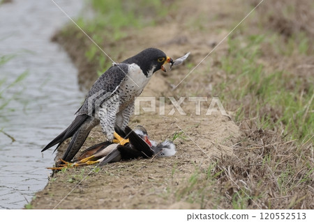 Animals, Wild Birds, Peregrine Falcon, it seems to have succeeded in its hunt. It is plucking the wings off its prey. Animals, Wild Birds, Peregrine Falcon, it seems to have succeeded in its hunt. It is plucking the wings off its prey. 120552513