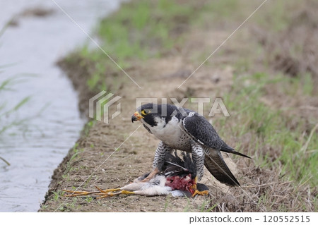 Animals, Wild Birds, Peregrine Falcon, Eating. Viewer discretion advised! Usually, they start eating their prey from the innards. Animals, Wild Birds, Peregrine Falcon, Eating. Viewer discretion advised! Usually, they start eating their prey from the innards. 120552515