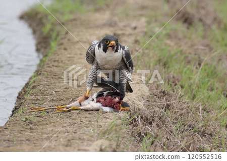 Animals, Wild Birds, Peregrine Falcon, Eating. Viewer discretion advised! Usually, they start eating their prey from the innards. 120552516