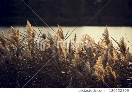 Reed flowers sway in the wind in the sunlight 120552809