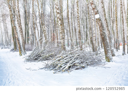 Amazing landscape with snow-covered trees in the city park. 120552985