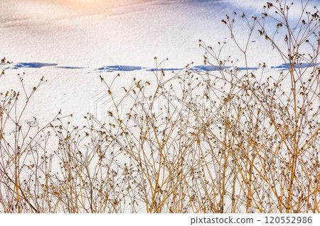 Dried flowers on a background during sunset . Winter time. 120552986