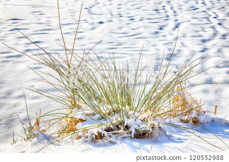 Frosty sunset with snow-covered bushes and grass during winter time. Frosty sunset with snow-covered bushes and grass during winter time. 120552988