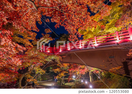 Yahiko Park, Niigata - The illuminated Moon Viewing Bridge at Momiji Valley Yahiko Park, Niigata - The illuminated Moon Viewing Bridge at Momiji Valley 120553080