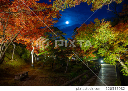 彌彥公園、新潟、紅葉谷在夜間被照亮 120553082