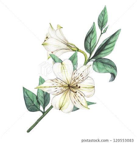 White flowers. Watercolor floral illustration. Bouquet of white flowers and leaves. Lilies close-up on a white. Spring Floral Template for postcards for Valentine's Day, Women's Day and wedding design 120553083