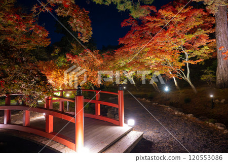 彌彥公園、新潟、紅葉谷在夜間被照亮 120553086