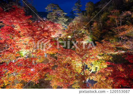 Yahiko Park, Niigata, Momiji Valley illuminated at night Yahiko Park, Niigata, Momiji Valley illuminated at night 120553087