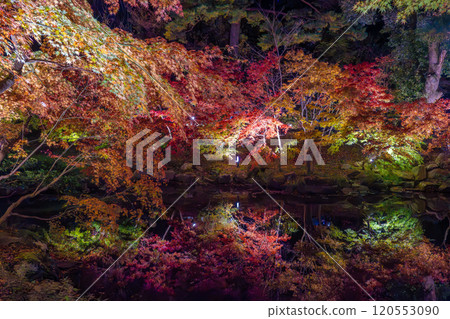Yahiko Park, Niigata, Momiji Valley illuminated at night 120553090