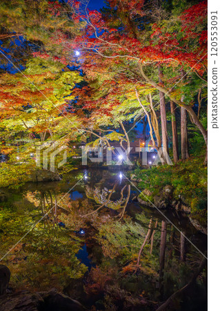 彌彥公園、新潟、紅葉谷在夜間被照亮 彌彥公園、新潟、紅葉谷在夜間被照亮 120553091