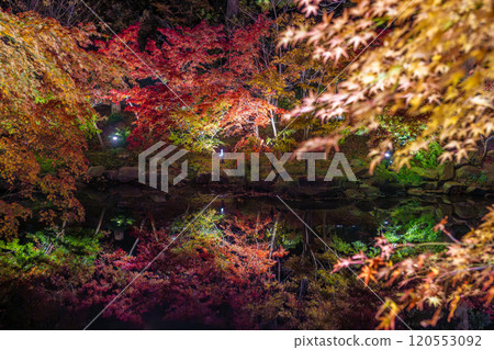 彌彥公園、新潟、紅葉谷在夜間被照亮 120553092