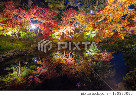 彌彥公園、新潟、紅葉谷在夜間被照亮 彌彥公園、新潟、紅葉谷在夜間被照亮 120553093