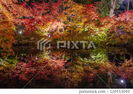 彌彥公園、新潟、紅葉谷在夜間被照亮 120553095