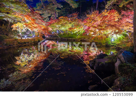 Yahiko Park, Niigata, Momiji Valley illuminated at night Yahiko Park, Niigata, Momiji Valley illuminated at night 120553099