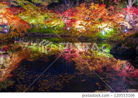 Yahiko Park, Niigata, Momiji Valley illuminated at night 120553106
