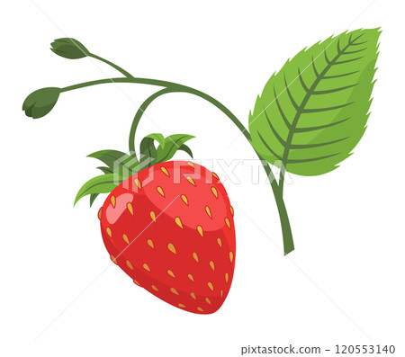 Fresh and Delicious Strawberry for Your Culinary Creations Fresh and Delicious Strawberry for Your Culinary Creations 120553140