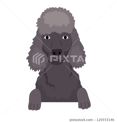 Dog hanging on border. Portrait of muzzles with paws. Front view. Flat vector design 120553146