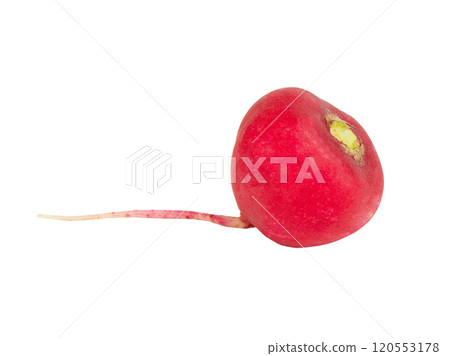 Pink fresh radish isolated on the white background 120553178