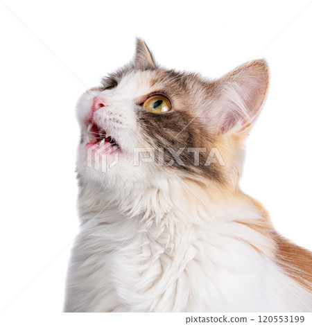 Funny fluffy forest cat bright color isolated on the white background Funny fluffy forest cat bright color isolated on the white background 120553199