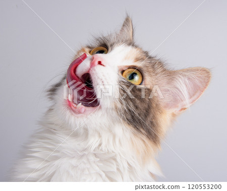 Funny fluffy forest cat bright color isolated on the white background 120553200