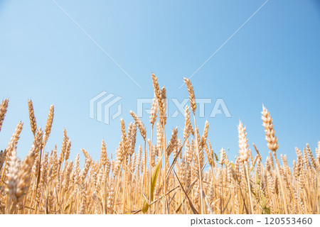Yellow beautiful wheat field landscape farmland 120553460