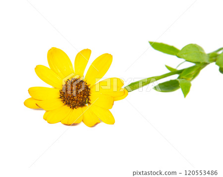 Bright beautiful yellow osteospermum african daisy isolated on the white background 120553486