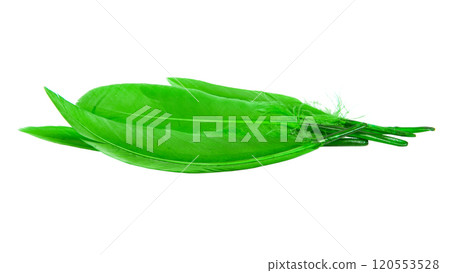 Bright green feather isolated on the white background Bright green feather isolated on the white background 120553528