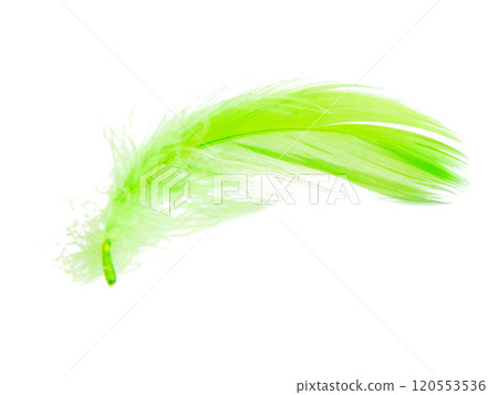 Bright green fluffy elegance feather isolated on the white background Bright green fluffy elegance feather isolated on the white background 120553536