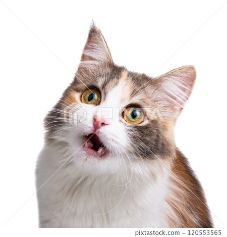 Funny surprised fluffy forest cat bright color isolated on the white background Funny surprised fluffy forest cat bright color isolated on the white background 120553565