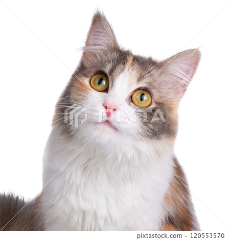 Funny fluffy forest cat bright color isolated on the white background Funny fluffy forest cat bright color isolated on the white background 120553570