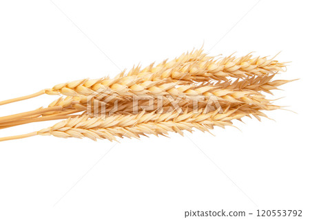 Dried grain wheat isolated on the white background 120553792
