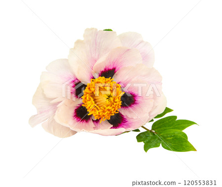 Bright beautiful white peony isolated on the white background 120553831