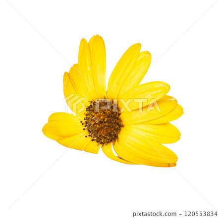 Bright beautiful osteospermum african daisy flower isolated on the white background Bright beautiful osteospermum african daisy flower isolated on the white background 120553834