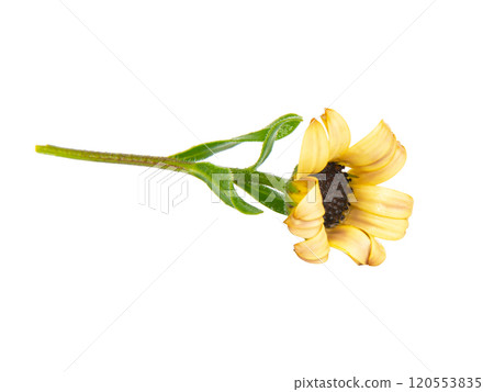 Bright beautiful osteospermum african daisy flower isolated on the white background 120553835