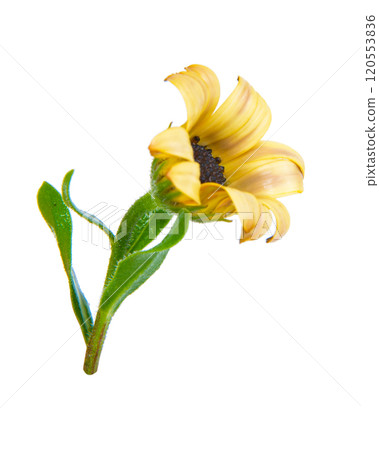 Bright beautiful osteospermum african daisy flower isolated on the white background Bright beautiful osteospermum african daisy flower isolated on the white background 120553836