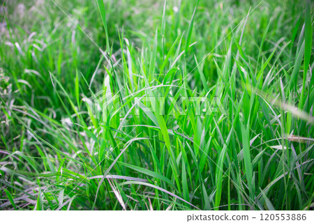 Photo of green grass nature background Photo of green grass nature background 120553886