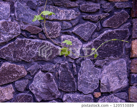 Wallpaper of old vintage stone wall and green leaves background texture 120553889
