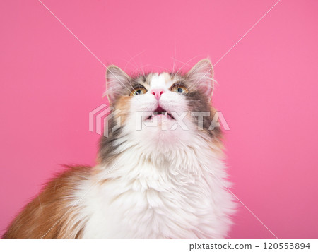 Portrait of bright beautiful funny cat on pink background 120553894