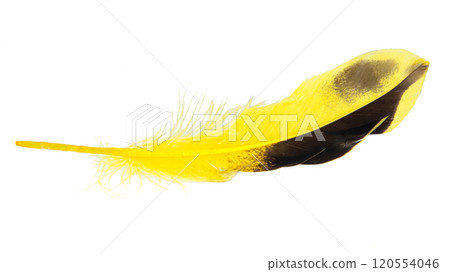 Decorative yellow feather isolated on the white background 120554046