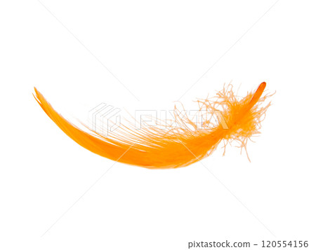 Orange fluffy feather isolated on the white background 120554156