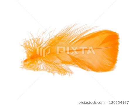 Orange fluffy feather isolated on the white background 120554157